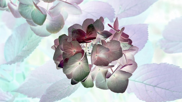 ピンクの花の植物のクローズアップ