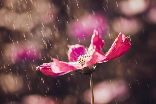 Foto prossimo piano di una pianta a fiori rosa