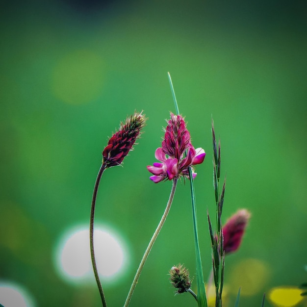 Close-up of pink flowering plant