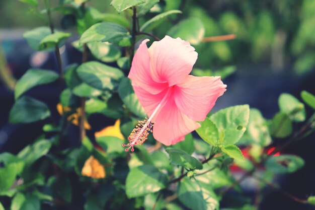 Close-up of pink flowering plant