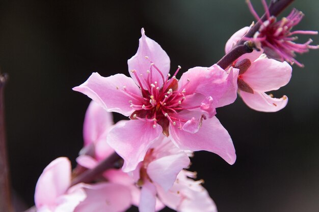 ピンクの花の植物のクローズアップ