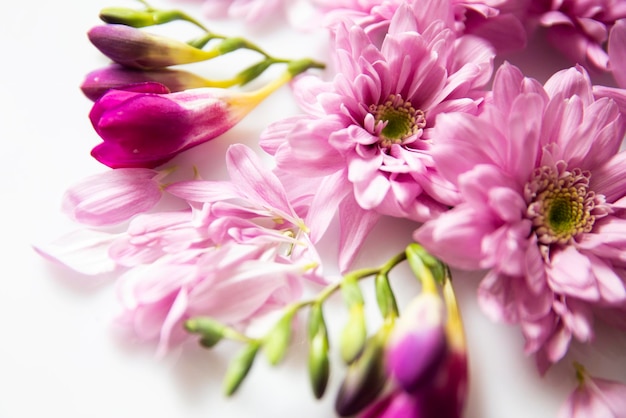 Foto prossimo piano di una pianta a fiori rosa