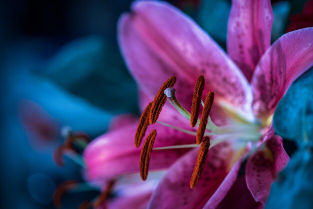 Close-up of pink flowering plant