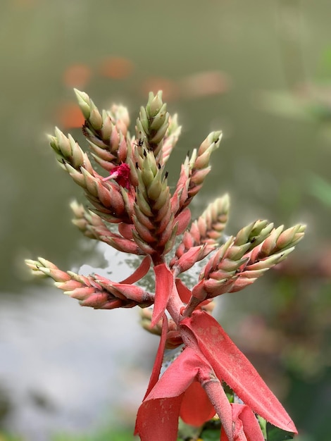 Close-up of pink flowering plant