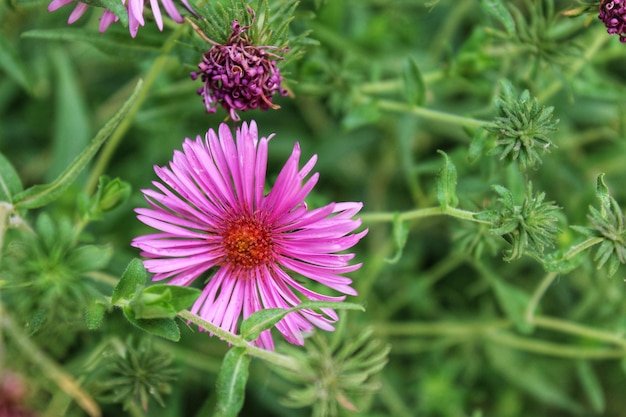 Foto prossimo piano di una pianta a fiori rosa