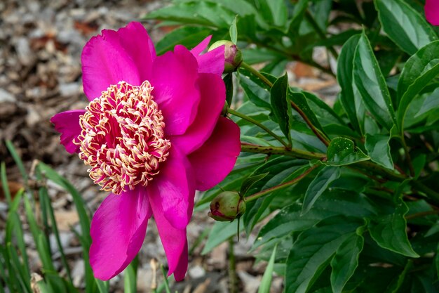 Photo close-up of pink flowering plant