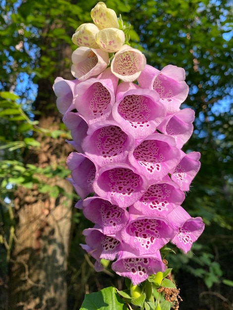 Photo close-up of pink flowering plant