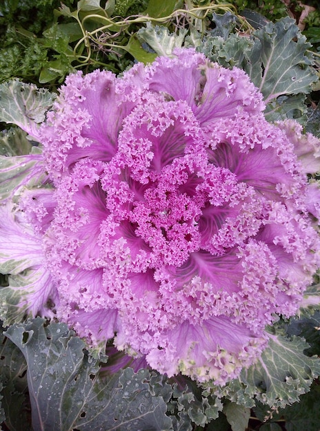 Photo close-up of pink flowering plant