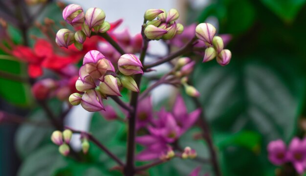 Photo close-up of pink flowering plant