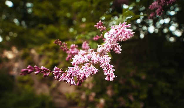 Photo close-up of pink flowering plant