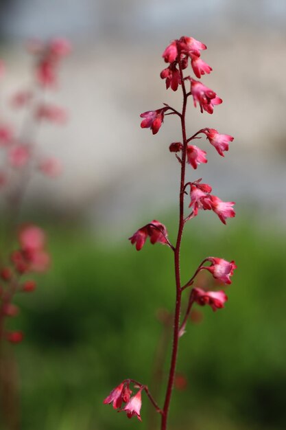 Close-up of pink flowering plant