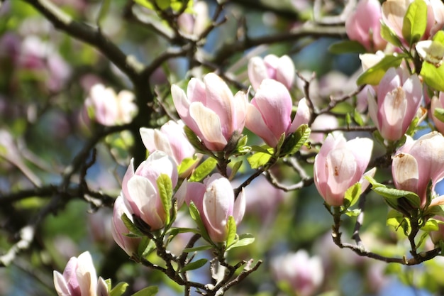 Foto prossimo piano di una pianta a fiori rosa