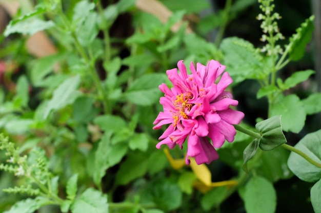 Foto prossimo piano di una pianta a fiori rosa