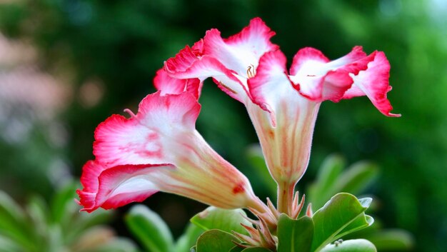 Foto prossimo piano di una pianta a fiori rosa