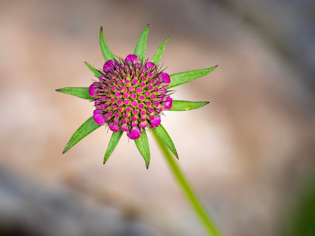 ピンクの花の植物のクローズアップ