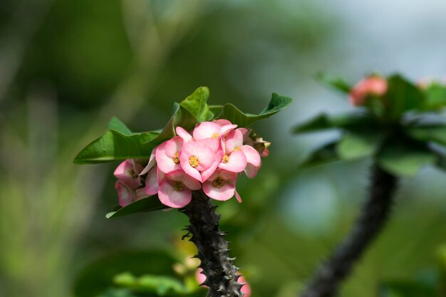 Close-up of pink flowering plant