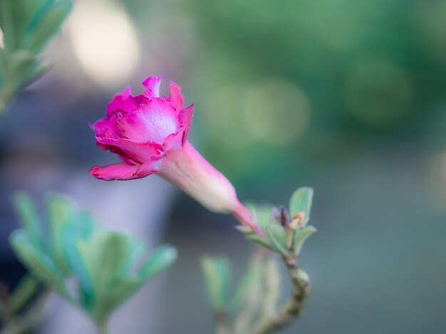 Close-up of pink flowering plant