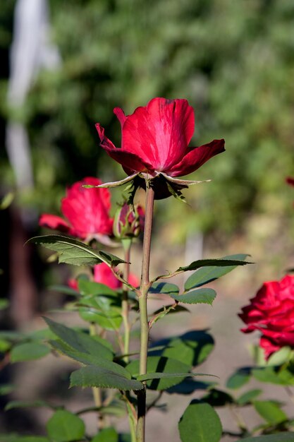 Foto prossimo piano di una pianta a fiori rosa