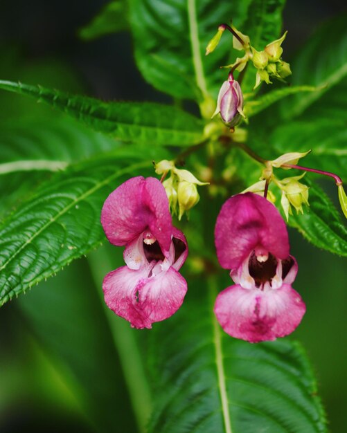 Photo close-up of pink flowering plant