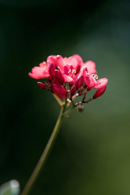 ピンクの花の植物のクローズアップ