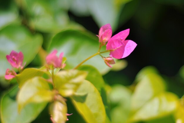 Close-up of pink flowering plant