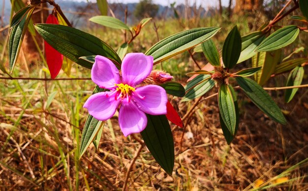 Close-up of pink flowering plant