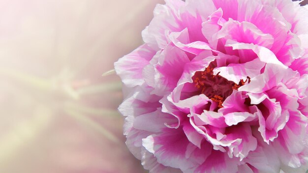 Photo close-up of pink flowering plant