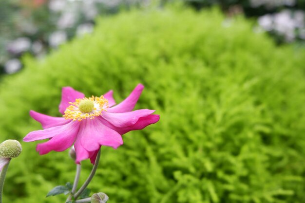 Close-up of pink flowering plant