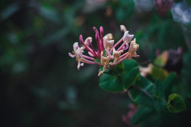 ピンクの花を ⁇ かせる植物のクローズアップ