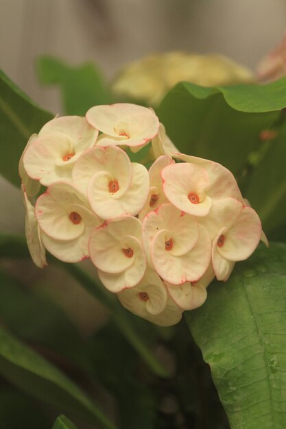 Photo close-up of pink flowering plant