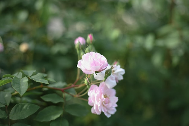 Foto prossimo piano di una pianta a fiori rosa