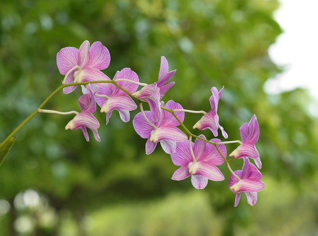 Foto prossimo piano di una pianta a fiori rosa