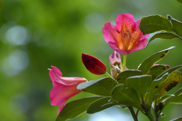 Близкий план розового цветущего растения