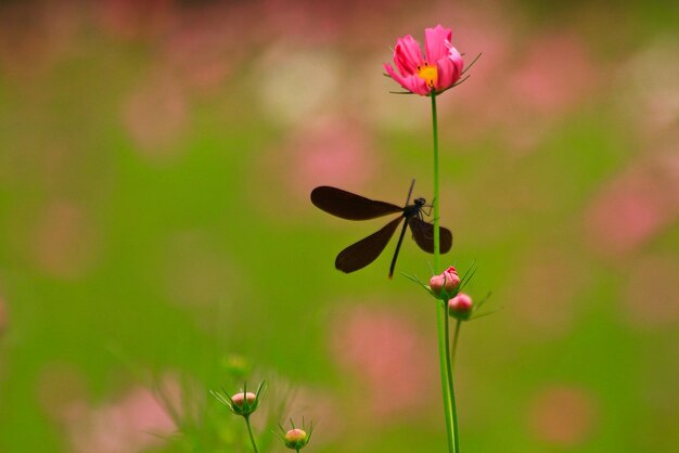 Photo close-up of pink flowering plant