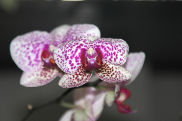 Photo close-up of pink flowering plant