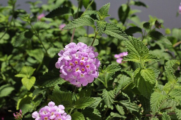 ピンクの花の植物のクローズアップ