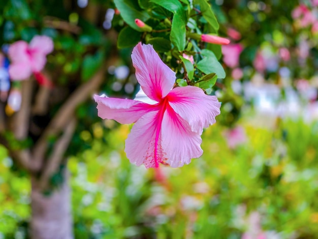 Foto prossimo piano di una pianta a fiori rosa