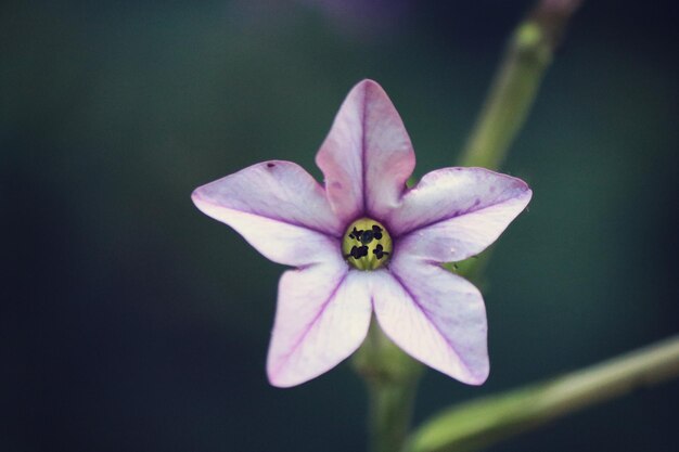 Foto prossimo piano di una pianta a fiori rosa