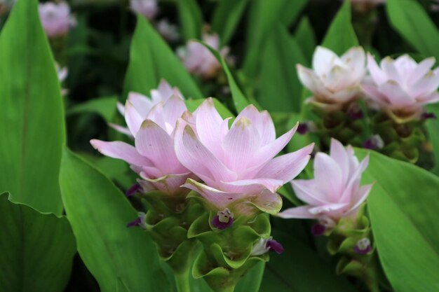 Close-up of pink flowering plant