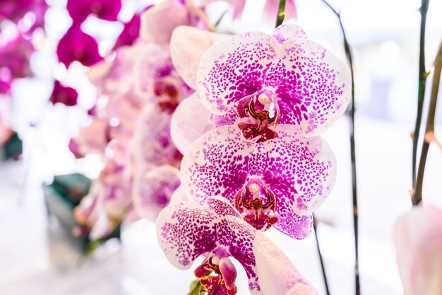 Foto prossimo piano di una pianta a fiori rosa