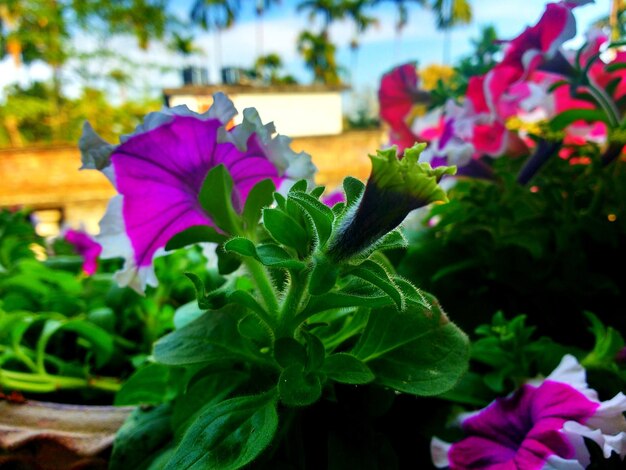 Photo close-up of pink flowering plant