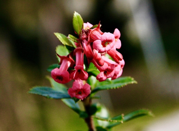 Foto prossimo piano di una pianta a fiori rosa