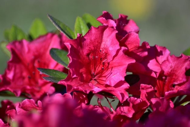 Photo close-up of pink flowering plant