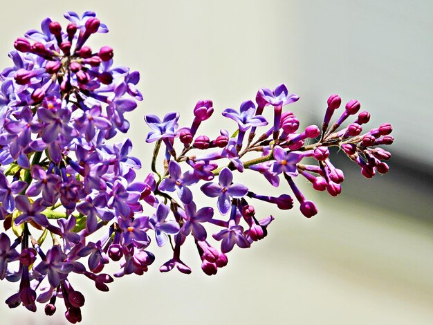 Foto prossimo piano di una pianta a fiore rosa