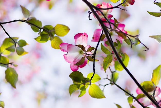 Foto prossimo piano di una pianta a fiore rosa