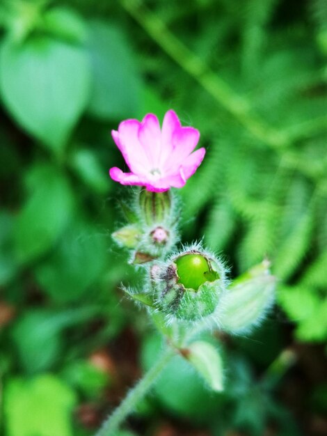 Photo close-up of pink flowering plant