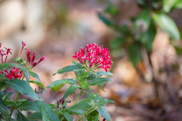 Foto prossimo piano di una pianta a fiore rosa