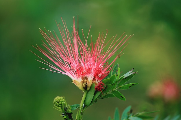 Photo close-up of pink flowering plant