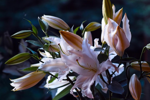 Photo close-up of pink flowering plant