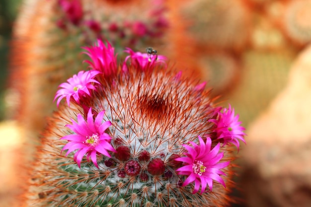 Photo close-up of pink flowering plant